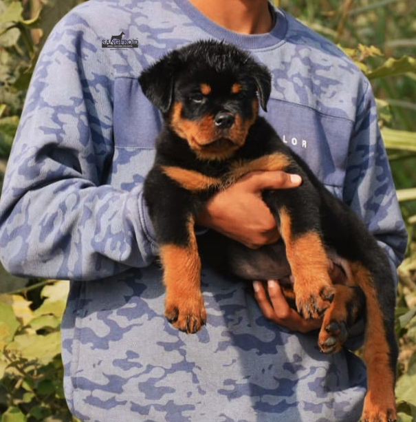 Image of Rottweiler posted on 2022-08-22 04:07:05 from PUNE